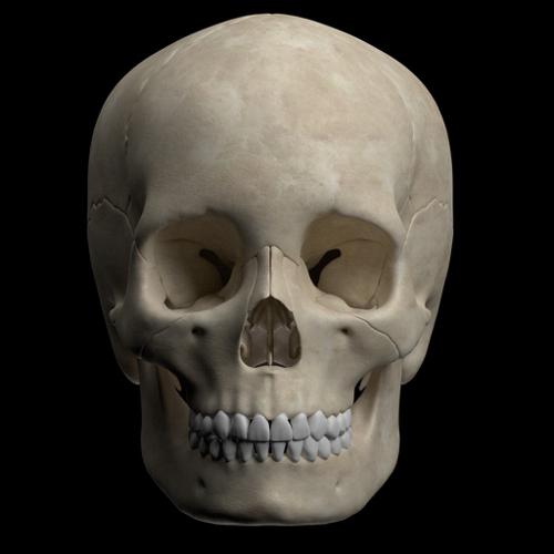 Hight quality  skull  preview image